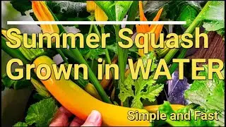 Summer Squash Grown in WATER