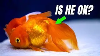 Do Fish Sleep? How Do Fish Sleep? Goldfish Sleeping in My Aquarium