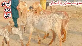 Madrasa Mandi Market Fresh Update| Tope Quality Pure Makkhi Chieeni Bacchon Wali Aur Gabban Bakriyan