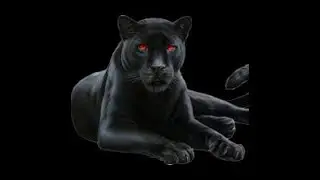 panther spirit