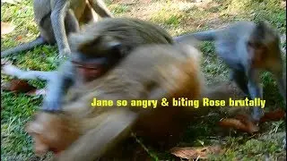 Very pitiful & shocked orphan pigtail monkey Rose is attacked & bit by mom Jane seriously.