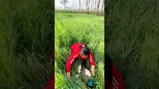 Collecting Peacock Eggs: A Hidden Treasure in the Grass!