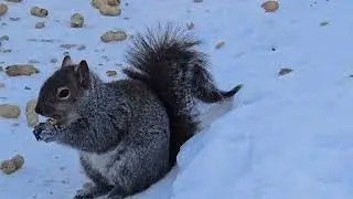 SquirreloVision! -28 and squirrels run to stay warm while Bonny Beth gives me the cold shoulder.