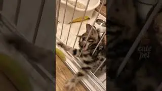 Hilarious Cat and Pet Moments That Will Leave You in Stitches! #shorts #youtubeshorts #funny #pets
