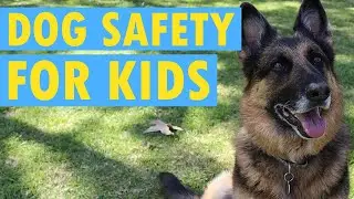 Dog Safety for Kids | Educational Kids Show
