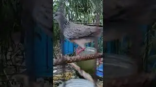 bird khmer | trip bird 🐦