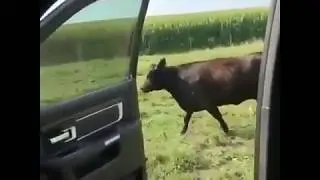 kikichallenge 💙 by a cow