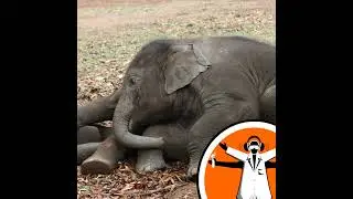 Does stress affect elephant fertility?