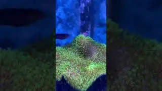 Toadstool Coral Gorgeous Green! #shorts #aquascape