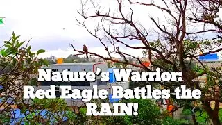 Red Eagle Battles the Storm #eagle #birds #nature #calm #peace #viral #wildlife #motivation #urban