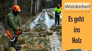 Käferbäume und Totholz auf der Teichanlage | Holzmachen mit Problemchen
