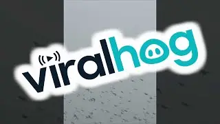 Group of Starlings Take Flight in Spooky and Foggy Atmosphere || ViralHog