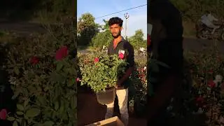 400 rs kashmir Customer Order Plants packing.. A1 Nursery Garden