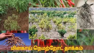 மிளகாயில் வேர்முடிச்சு நெமற்றோட்டு தாக்கம் | root knot nematode on chilli | hii tech | nematode