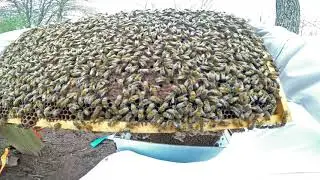 Installing a nuc of honey bees into Apimaye beehive