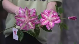 2021 Spring samples  artificial  flowers 3d printing Real touch Faux Clematis florida thunb