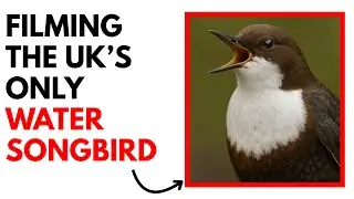 I Spent 5 Months Filming The UK's Only Water Songbird - Dipper Photography