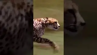 Mother Leopard Save Her Baby Fail and Hunt Eagle To Revenge 1002 Animals