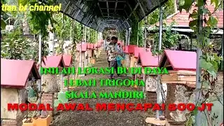INILAH TEMPAT BUDIDAYA LEBAH TRIGONA MODAL AWAL 500 JT SKALA MANDIRI
