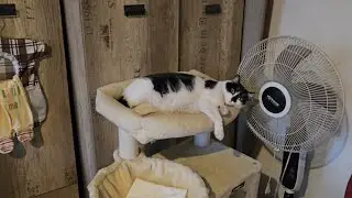 65. Segal przyni&oacute;sł drapak dla Lili 🐱 | Klaudiusz jedzie wyrobić dow&oacute;d.