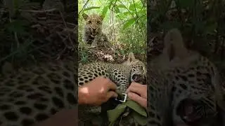 Hands Prying Strap in a Tight Overgrown Thicket