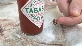 vlog109 not all bees sting