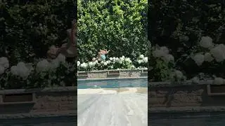 Backflip belly-flop #fail #bellyflop #pool #shorts
