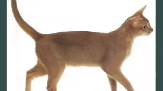 Red Abyssinian Cat | Pictures Of Cat Breed
