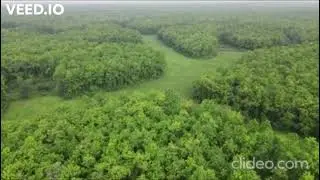 Sal Forest