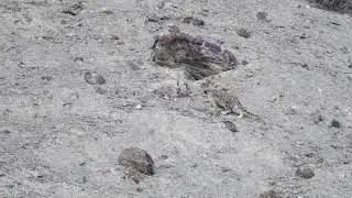Wild Snow Leopard Mom and Cubs, Indian Himalayas