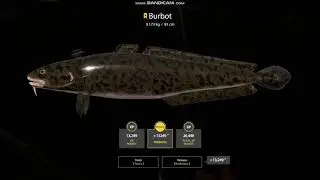 Russian Fishing 4 l Seversky Donets River l Trophy Burbot 9.173 kg
