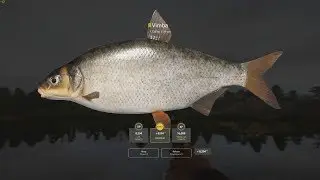 TROPHY VIMBA SPOT VOLKHOV RIVER Russian Fishing 4 2020 1440p
