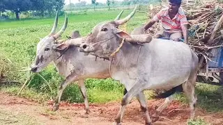 bullock cart heavy work for sugarcane loading
