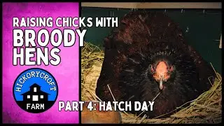 Raising Chicks With A Broody Hen | Hatch Day