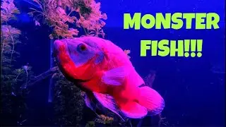 Fish 101: Beginner&rsquo;s Guide to Oscar Cichlids (Care, Tank Setup & Tips)