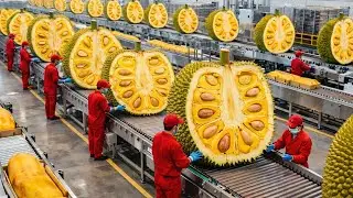 CÓMO se HACE SNACK de YACA: Crujiente Perfecto en FÁBRICAS MODERNAS (PROCESO) | En Masa