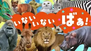 【赤ちゃん喜ぶ♪】いないいないばぁ！動物さんはだれかな？？
