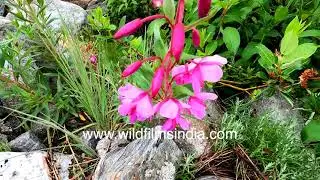 Epilobium latifolium is a monsoon flowering valley floor flowering plant in the Valley of Flowers
