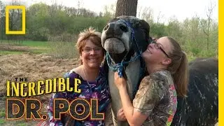 Animal Update: Eeyore the... Cow? | The Incredible Dr. Pol