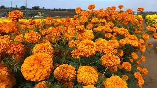 Carlsbad Strawberry Company - Marigold Fields