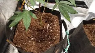 Royal Gorilla & Sweet Zkittlez, Grow Room Update