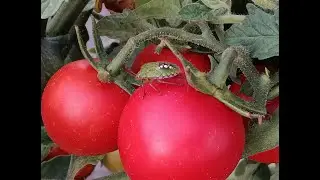 Horticulturalists shows vegetable garden pests and diseases [4K]