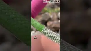 Why Snakes Shed Their Skin? 🐍 #animals #shorts