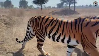 Lion Attack Girl in Forest Today 😭😭 | Lion Attack Hunter | Lion Attack Stories 2026 #lion #attack 