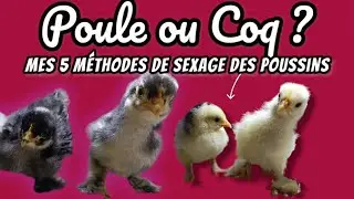 POULE OU COQ ...mes 5 méthodes pour sexer les poussins !!!
