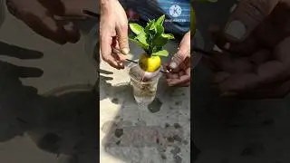 Best way To Grow Orange Tree From Orange 100% work