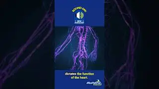 Unlocking Heart Function: The Role of the Autonomic Nervous System