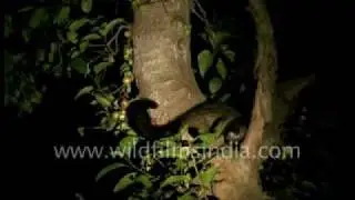 Civet cat on a Ficus tree!