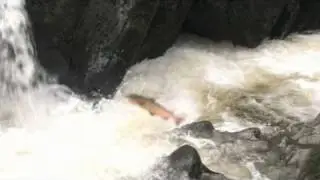 Leaping Salmon