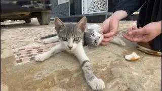 Very cute teenage kittens asking for a gentle massage and delicious food.